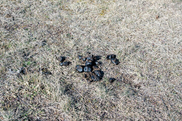 Sheep (or goat) excrements in the grass of the pasture.