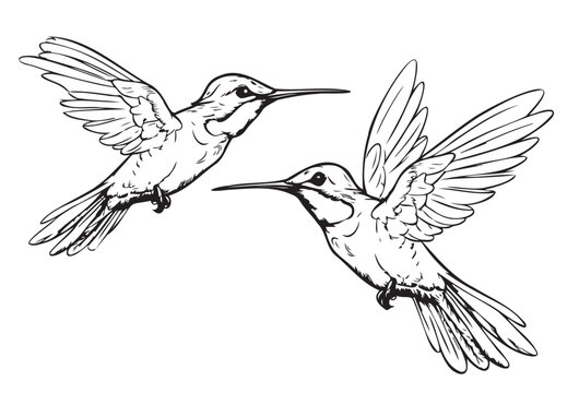 Hummingbird bird ,hand drawn sketch in doodle style