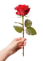 Hand Holding Red Rose Isolated on Transparent Background
