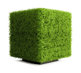 Cube Topiary Isolated on Transparent Background
 - obrazy, fototapety, plakaty