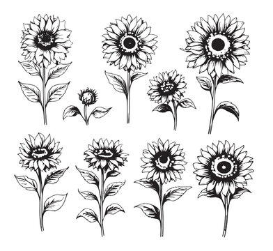 Sunflower hand drawn vector set. Floral sketch. Black and white clipart.