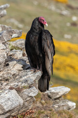 Turkey Vulture