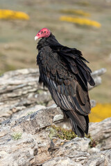 Turkey Vulture