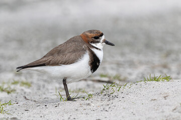 Two banded Plover