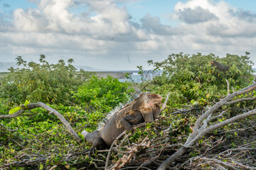 You can find these amazing iguanas in Petite Terre Islands . These two small uninhabited islands located about 10 km to the south-east of the island of Guadeloupe in the Lesser Antilles 