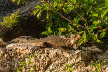 You can find these amazing iguanas in Petite Terre Islands . These two small uninhabited islands...