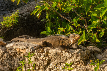 You can find these amazing iguanas in Petite Terre Islands . These two small uninhabited islands located about 10 km to the south-east of the island of Guadeloupe in the Lesser Antilles 