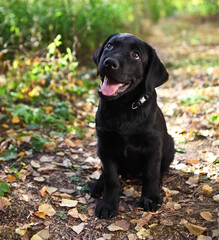 Black labrador retriever puppy