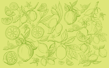 Hand drawn lemon set on yellow background. Outline whole citrus with peel and natural fruites into different pieces and circle slices, branch of blossom and leaves. Vintage postcard with lemons.