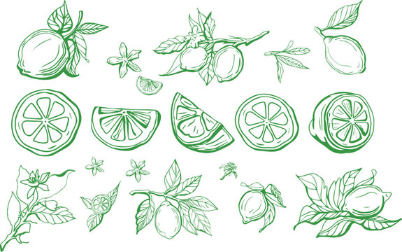 Hand drawn lemon set on yellow background. Outline whole citrus with peel and natural fruites into different pieces and circle slices,  branch of blossom and leaves. Vintage postcard with lemons.