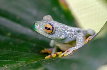 Red-webbed Tree Frog - Boana rufitela in a frog garden, Costa Rica