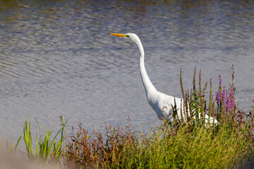 Great Egret 