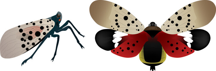 Lantern Fly Vector Illustration Graphic on a white background © hudannrmtqn