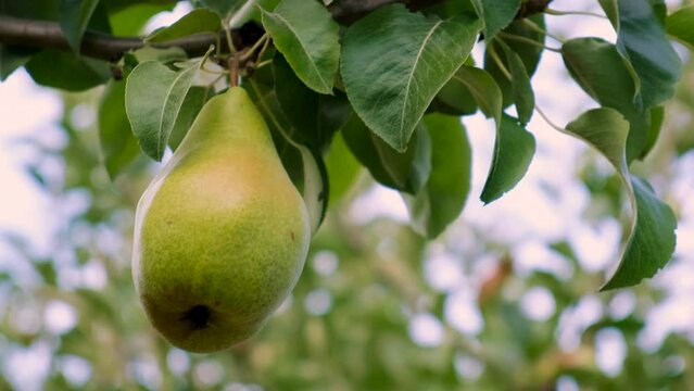 a pear grows on a tree in the garden. Selective focus