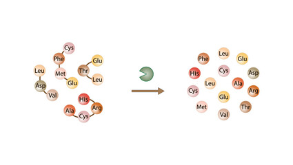 Protein Digestion. Proteases Enzymes, peptidases, digesting small peptide chains then into single amino acids, to be absorbed into the blood stream. Vector design.