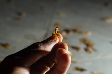human hand holding termites or moths appearing at night