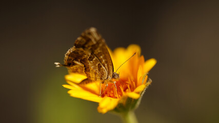 small butterfly on flower