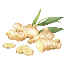 Watercolor illustration of spice ginger, half, leaves and slices. Hand-drawn illustration isolated on the white background. Ginger root for food design. Kitchen herb and spice
