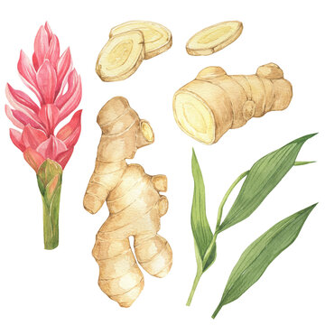 Watercolor set of spice ginger, half, leaves, flower and slices. Hand-drawn illustration isolated on the white background. Ginger root for food design. Kitchen herb and spice