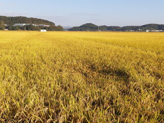 golden rice paddy