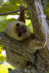Two toed sloth sleeping on a tree.