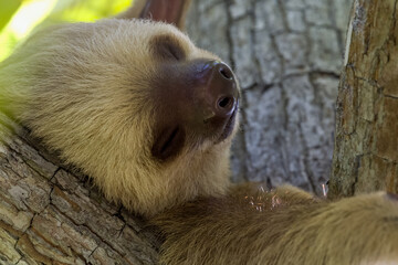 Two toed sloth sleeping peacefully.