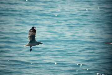 Witness breathtaking ocean views with seagulls in flight on the Naf River while cruising. ‍St. Martin Island, Bangladesh