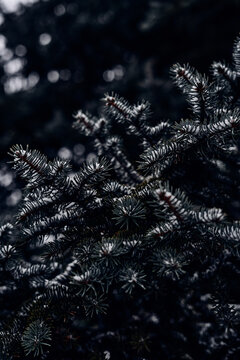 christmas tree on snow