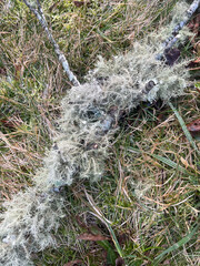 Stick covered in lichen lying on the ground