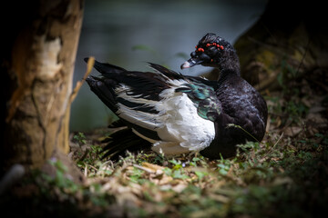 Black Muscovy Duck (Cairina moschata) sleeping next to a pond.