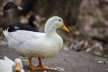 White Pekin duck surrounded by other ducks.
