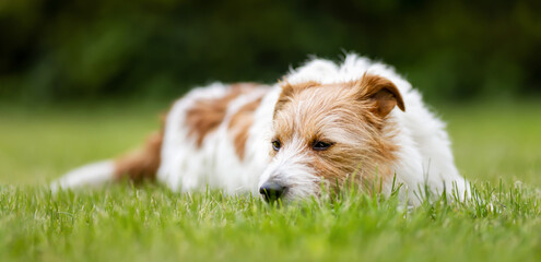 Banner of a cute pet dog as smelling, sniffing in the grass