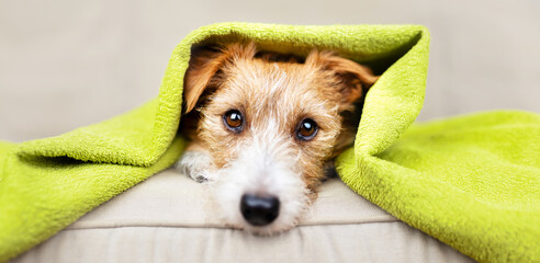 Face of a cute cold dog puppy in a warming towel on her head after bath. Pet care and cleaning, grooming banner.