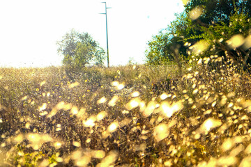 yellow grass dried by the August sun