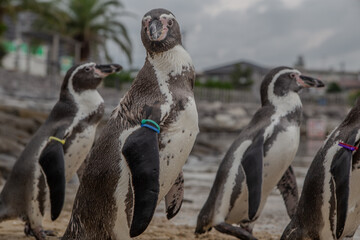 Obraz premium japan snapshot