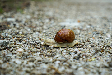 Brown and grey snail on gravel road in Austria