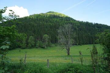 Idyllic austrian landscape: Green rolling hills and blue sky with some white clouds on a summer day. copy space for text. Near Lunzersee in Lower Austria