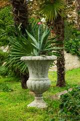 agawa w ozdobnej betonowej donicy w egzotycznym ogrodzie, agave