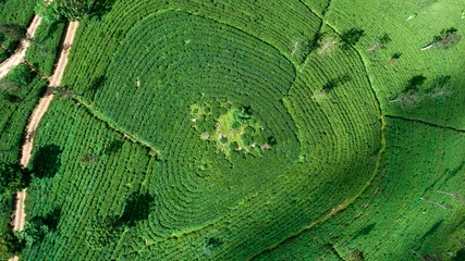 Foto op Aluminium Highland tea plantations on the island of Sri Lanka. Top view, aerial photography. © ArturSniezhyn