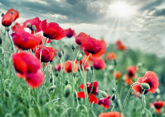 Field of red poppies and sky with clouds, beautiful flowers of poppy flowers flowering in meadow - 702320400