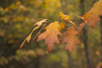 Fotografía de otoño, con hojas naranjas y amarillas.