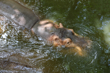 The Big hippopotamus is float in river