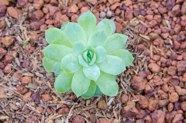 Cactus on the ground.