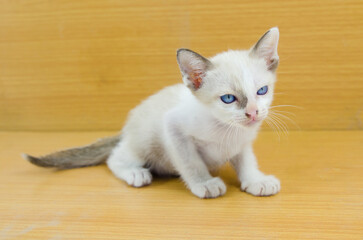 little kitten ,white cat blue eyes