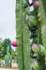 Prickly pear cactus with fruit