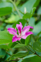 Purple Bauhinia flower