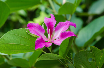Purple Bauhinia flower