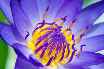 Water lily : The plants grow in ponds and wetlands.