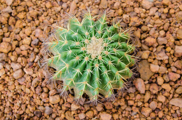 Cactus on the ground.