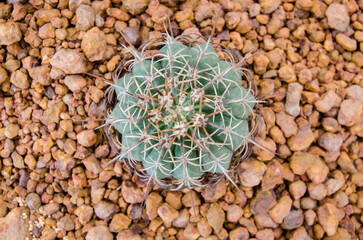 Cactus on the ground.